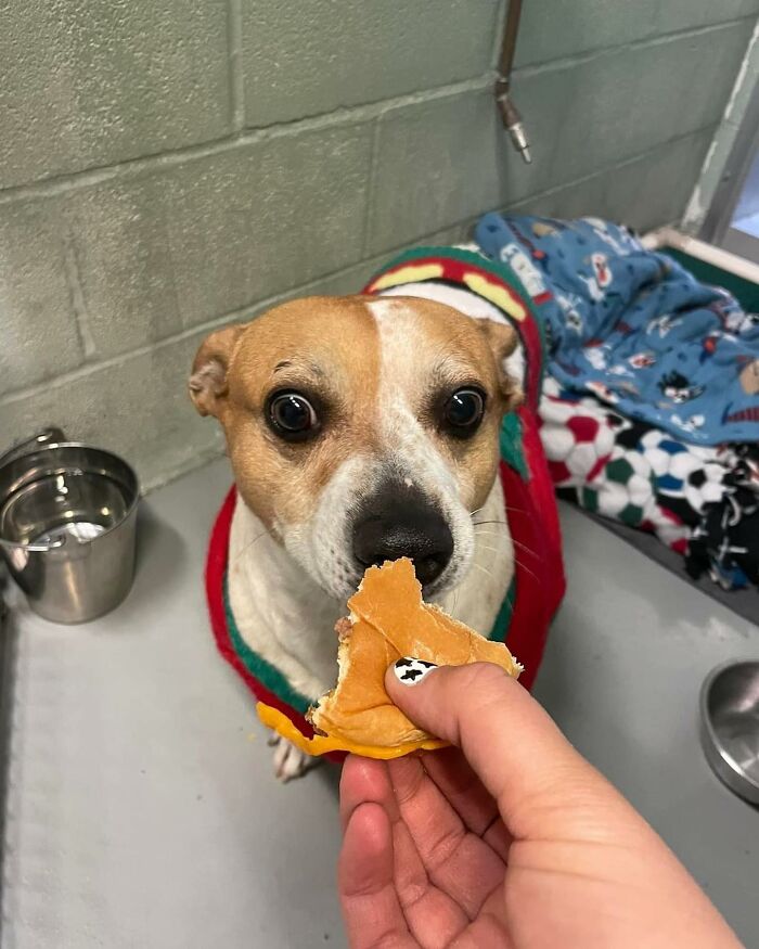 A small shelter dog wearing a sweater happily eats a hamburger.