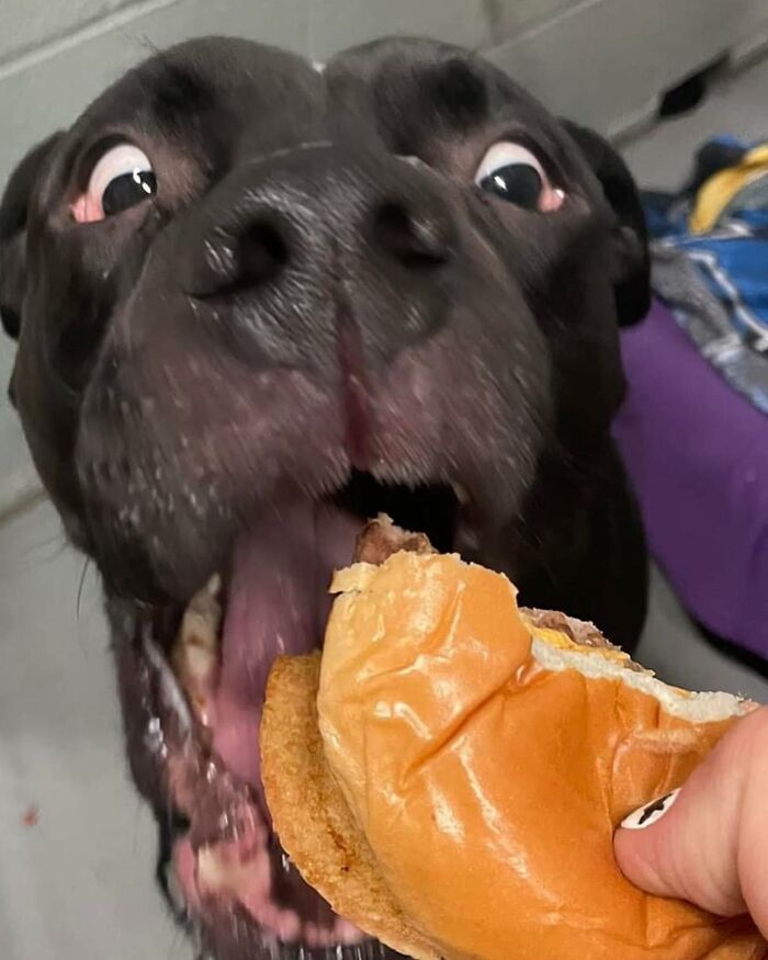 A black shelter dog with wide eyes eagerly devours a hamburger.