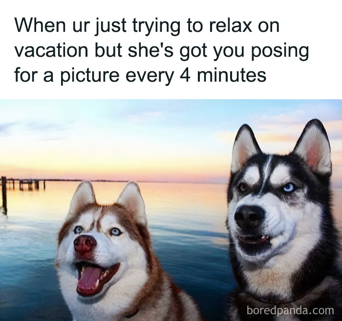 A funny travel meme featuring two huskies, one happy and one annoyed, illustrating travel memes.