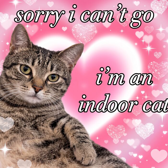 A tabby cat sits in front of a pink heart background with text overlay, a perfect cat meme.
