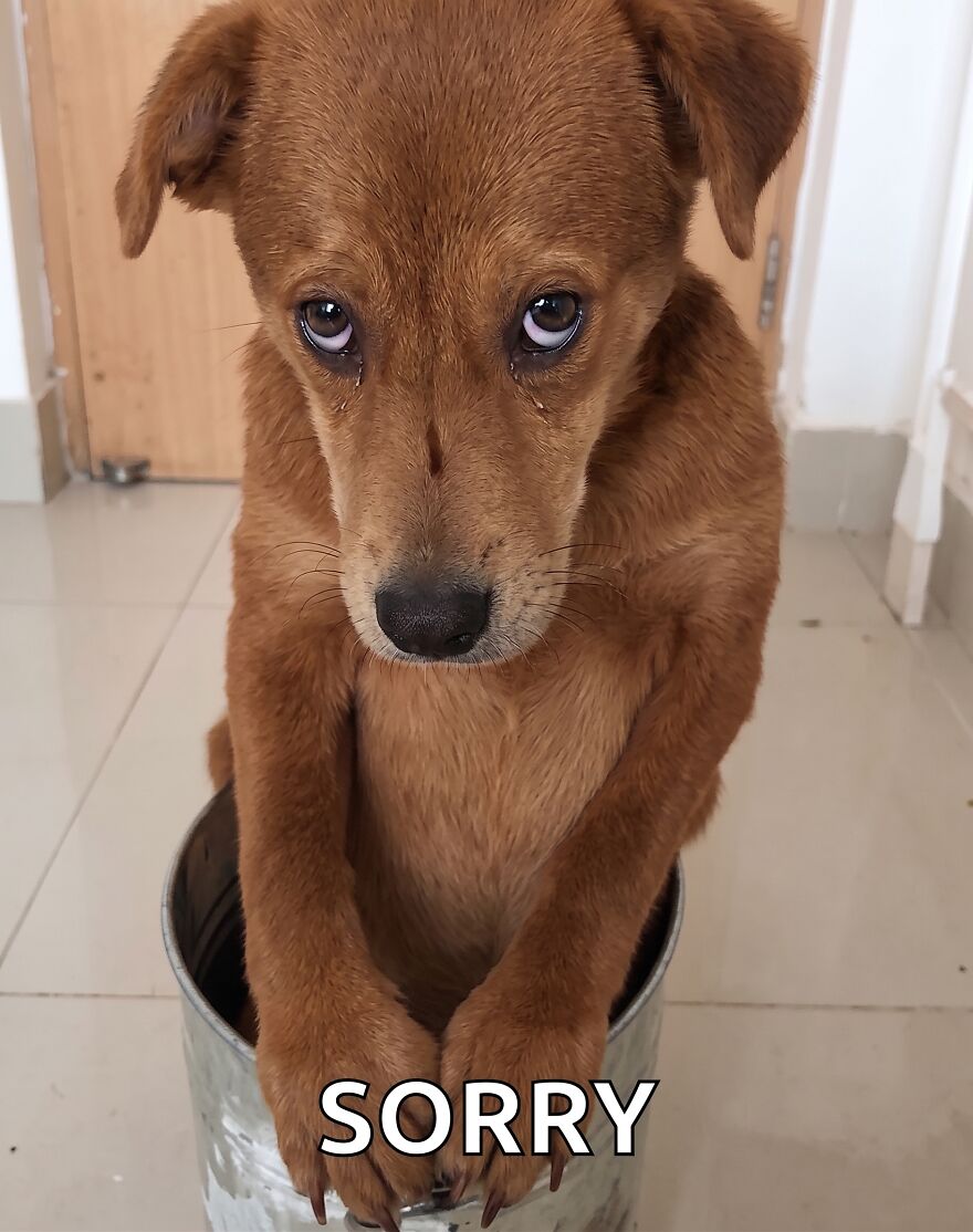 A sad puppy in a bucket with the word SORRY, hinting at a side hustle involving pet care or training.