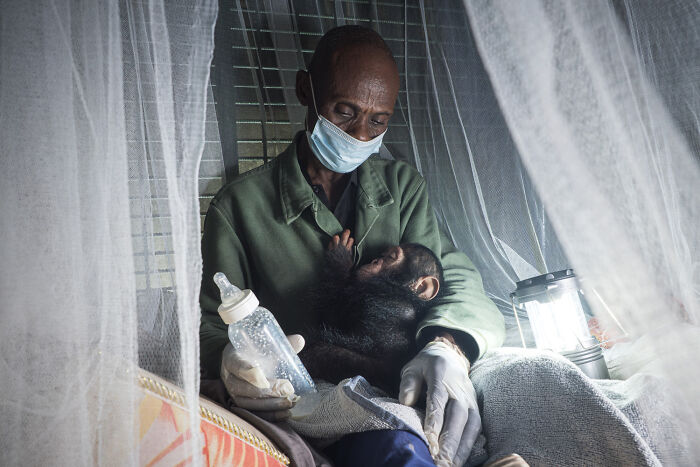 A man in a mask and gloves bottle-feeding a baby chimpanzee, an emotional scene of nature photography from the festival.