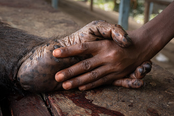 A poignant nature photography image showing a human hand gently clasping the hand of a chimpanzee, a moment from the International Nature Photography Festival.