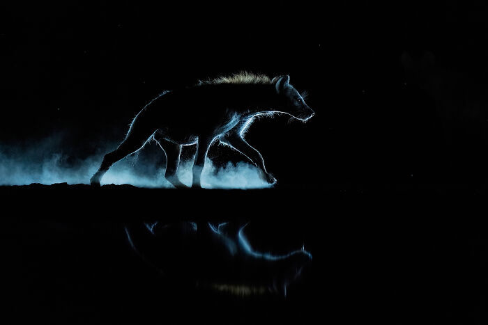 Ghost Of The Savannah By Caesar Sengupta