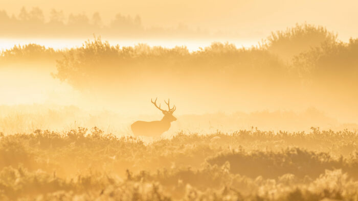 Golden Levitation By Allan Andersen