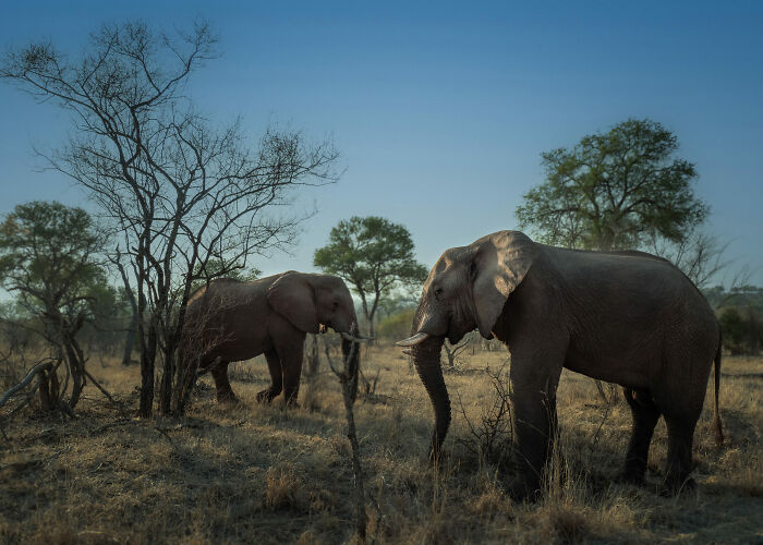 Good Morning, Buddy! By Silvija Treice