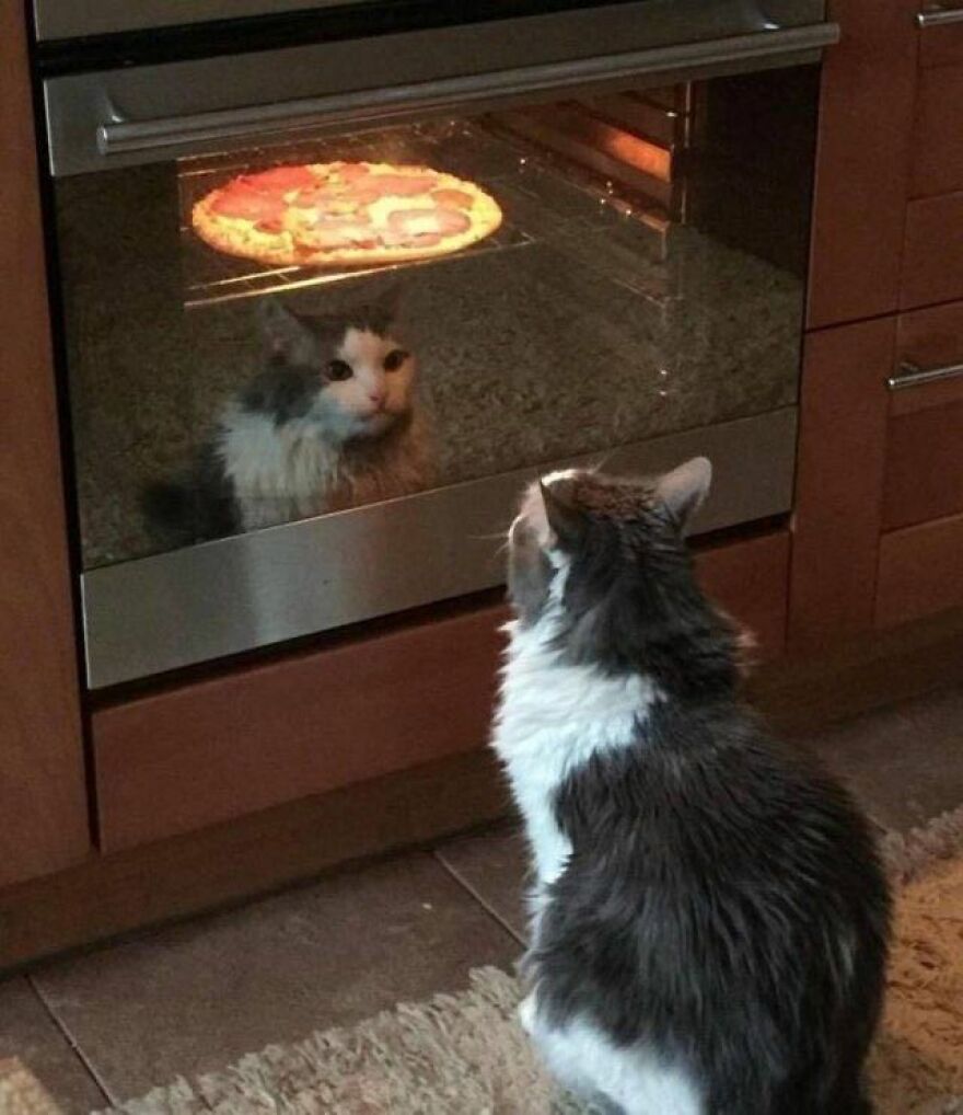 A weird cat looking at its reflection in the oven with a pizza cooking inside, capturing an out-of-context moment.