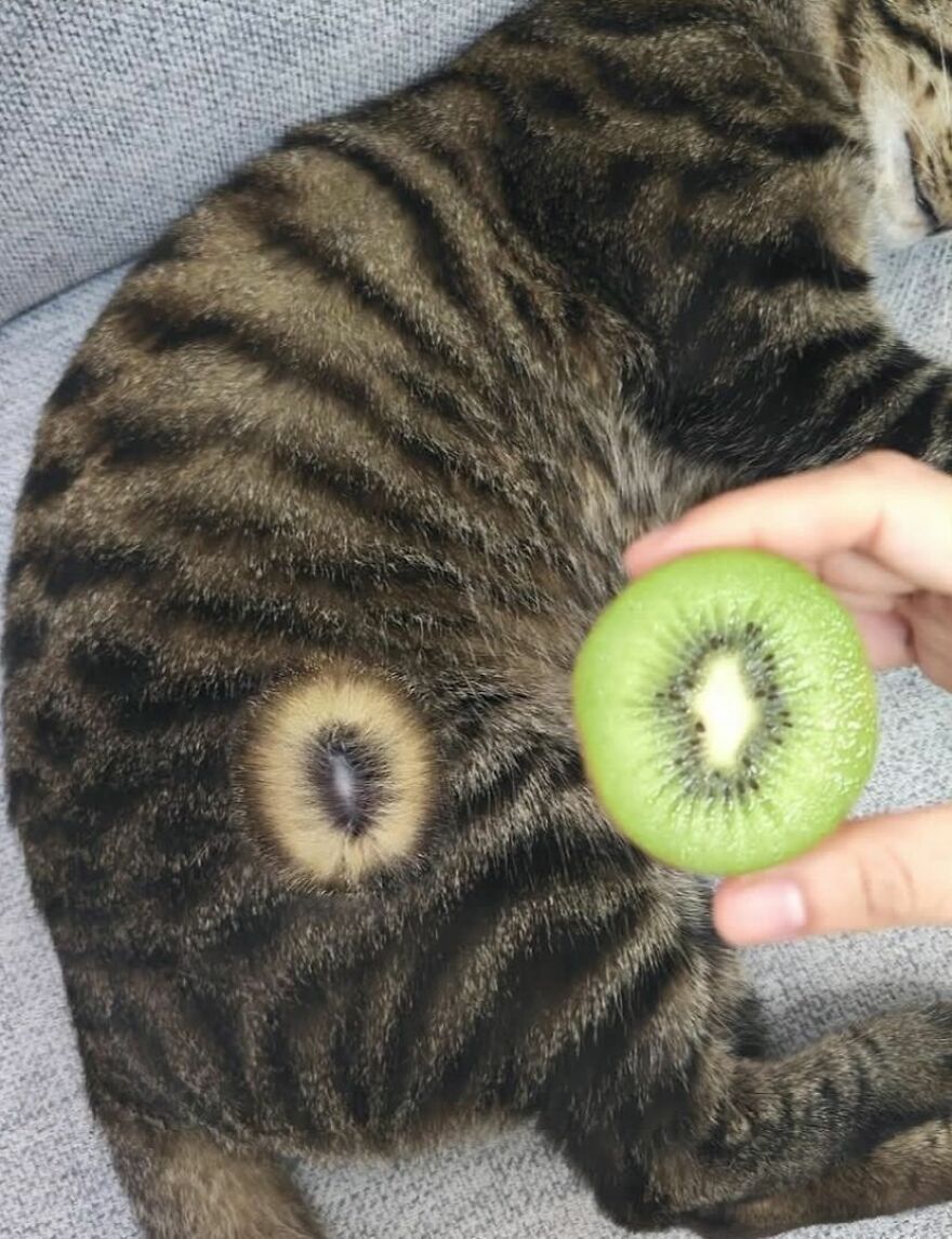 A weird cat with a prominent belly button-like spot next to a sliced kiwi, creating an out-of-context visual.
