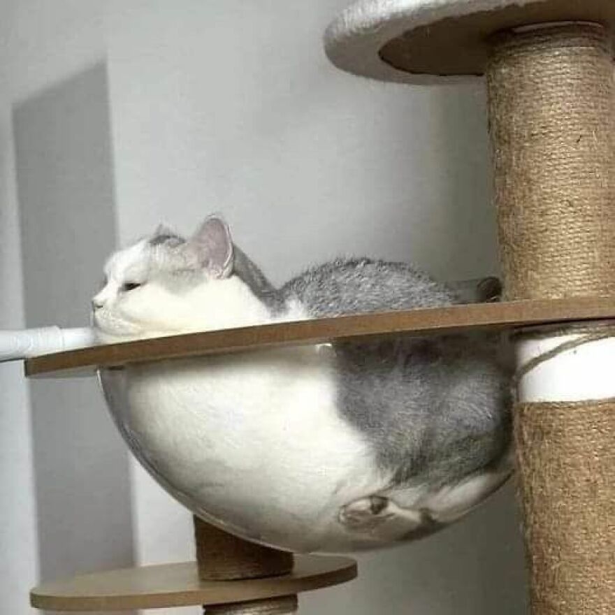 A weird cat napping in a clear bowl on a cat tree.