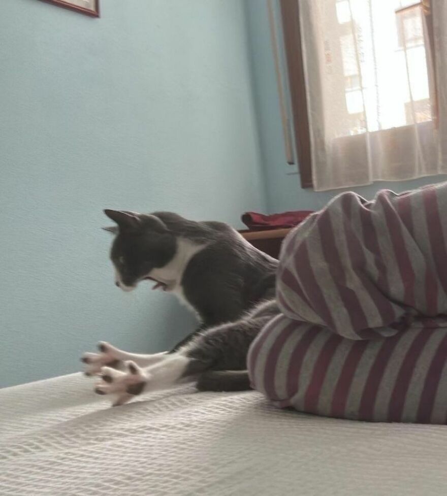 A weird cat sits upright on a bed, mouth open, looking surprised, ready to catch some attention.