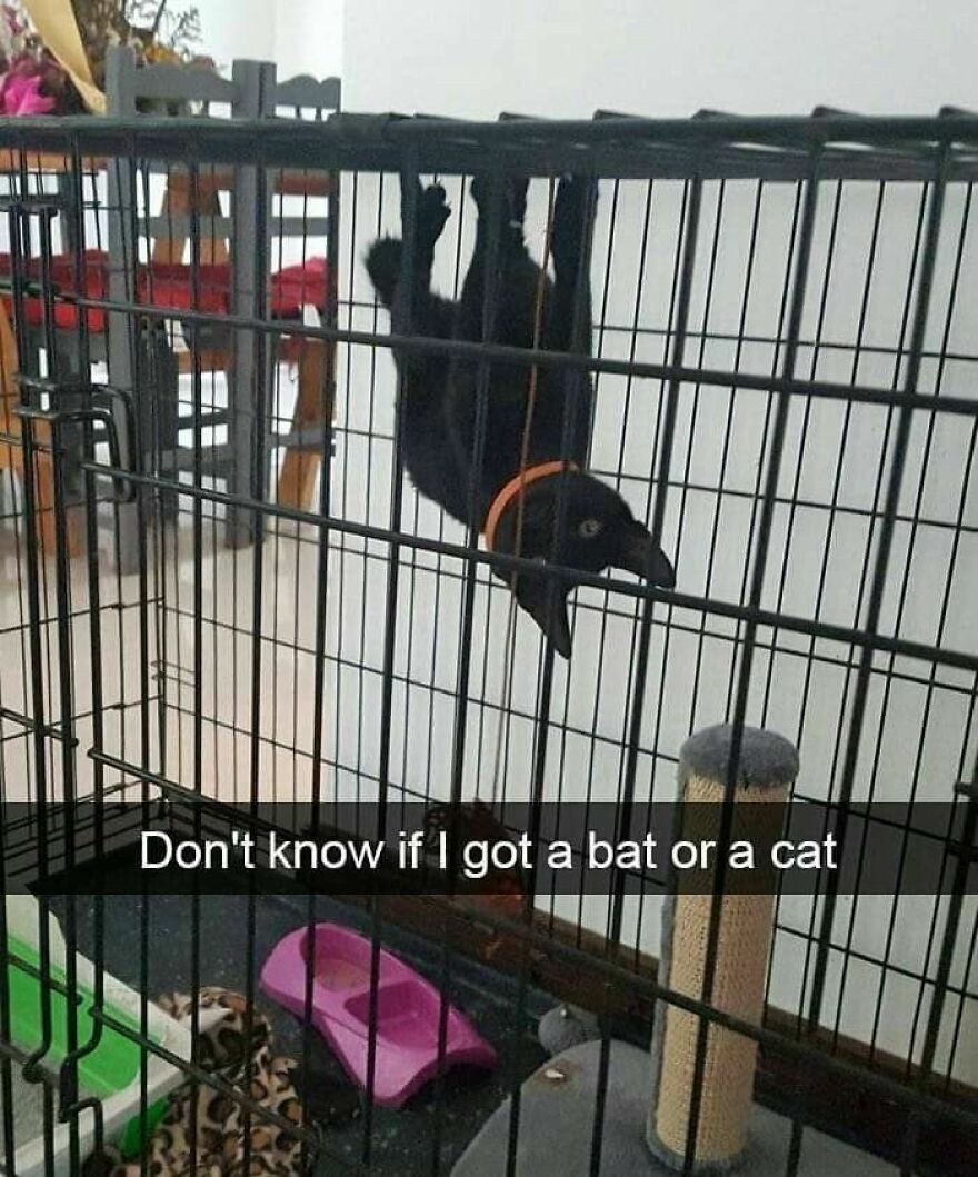 A black cat being weird, hanging upside down in a cage, resembling a bat.