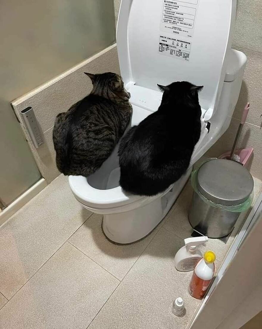 Two cats being weird on a toilet bowl, looking back with curiosity.