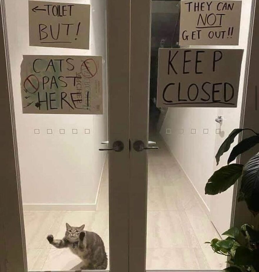 A cat standing behind a glass door with multiple warning signs about cats, looking weird and trapped.