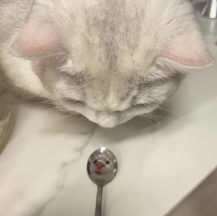 A white cat looking down at its reflection in a spoon, creating a weird and amusing photo.