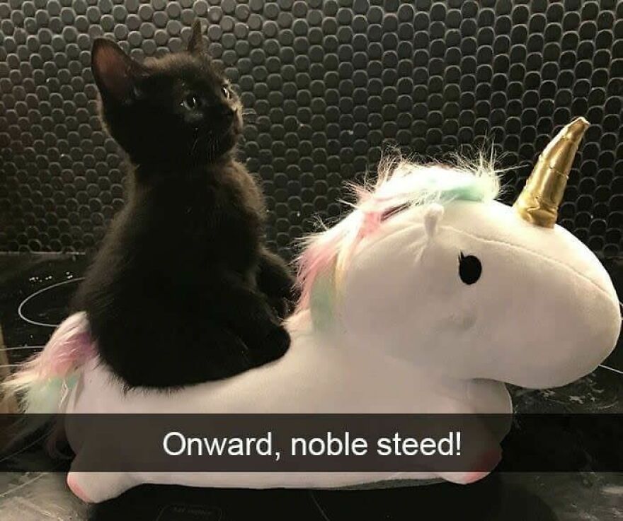 A tiny black kitten riding a unicorn plush toy, creating a weird but cute moment.