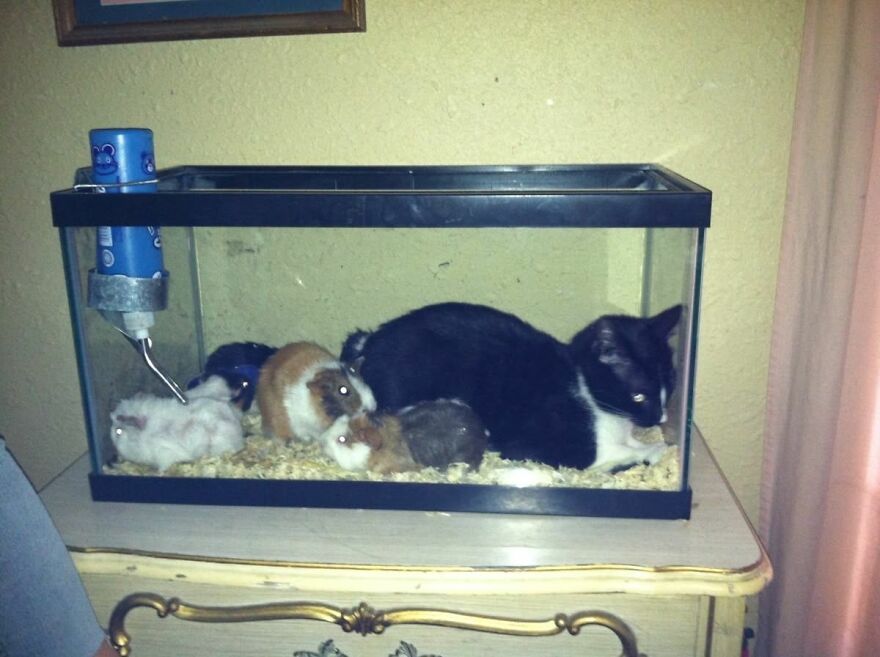 A black and white cat lying in an aquarium with three guinea pigs, a weird and out-of-context photo of cats.