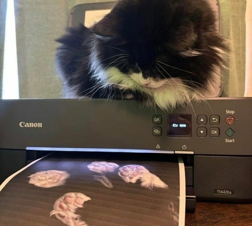 A fluffy black and white cat sleeping on a printer, with a photo of raw chicken being printed, showing weird cats.