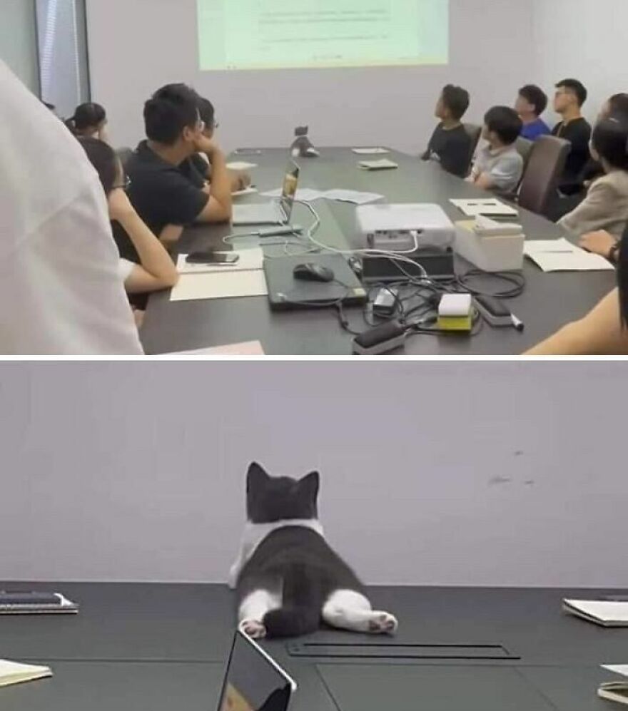 Weird cats: A small cat attending a business meeting, sitting on the table and watching a presentation.
