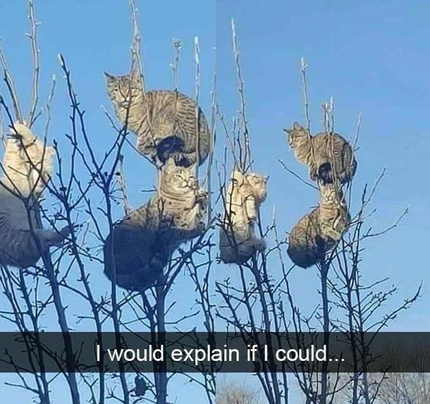 Weird cats: Multiple tabby cats sitting in the bare branches of a tree against a blue sky.