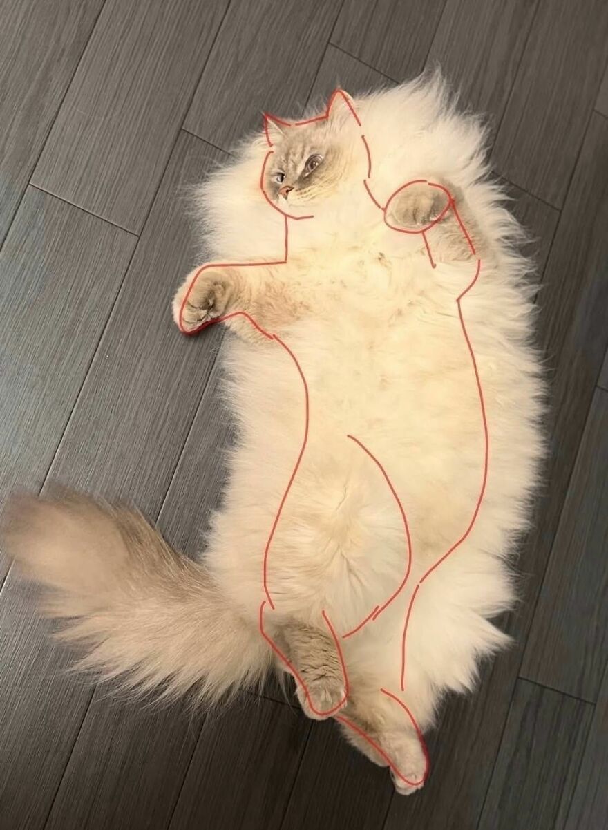 A fluffy white cat lying on its back, outlined in red to show its true size, looking weird.