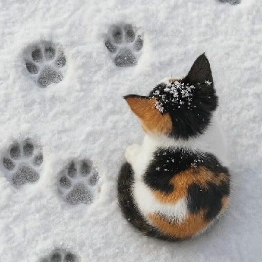 A small calico kitten sitting in the snow next to cat paw prints, looking weird.