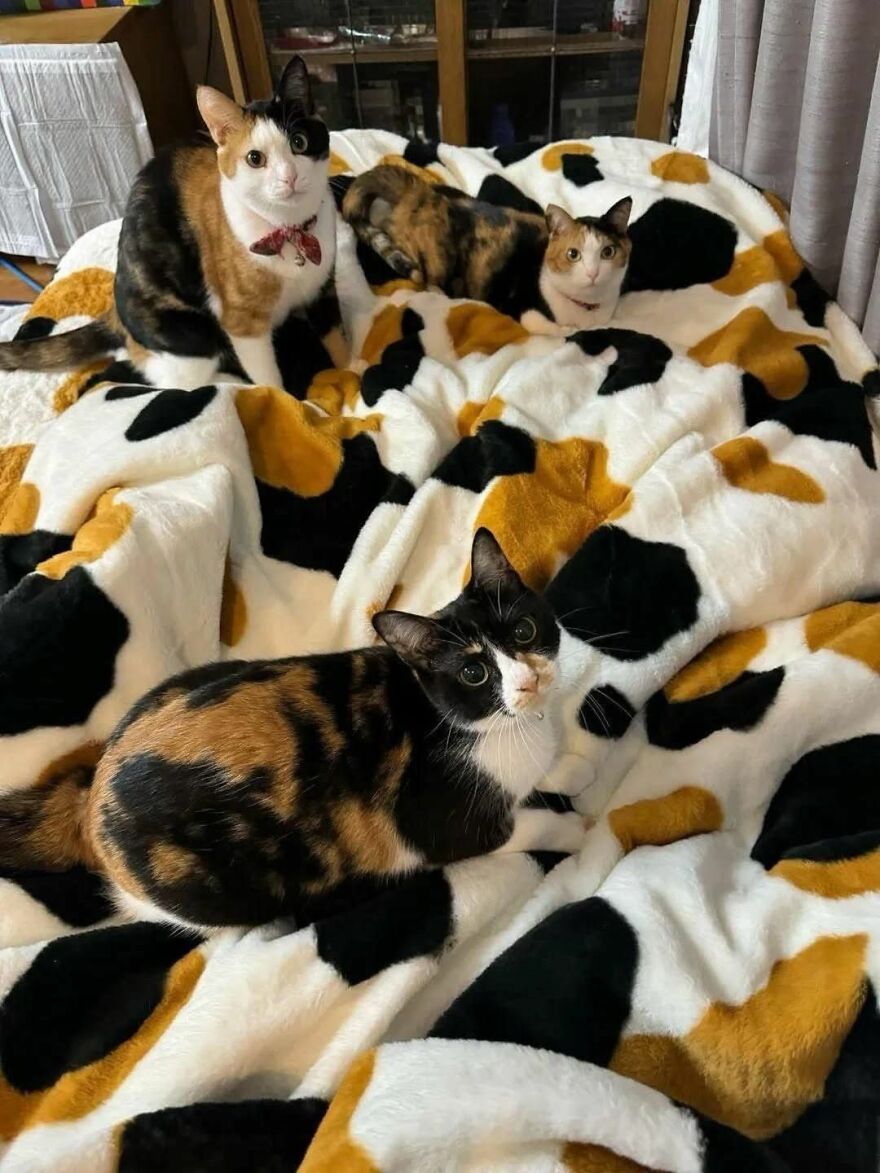 Several calico cats are lying on a cow-print blanket, showcasing their weird and out-of-context matching patterns.