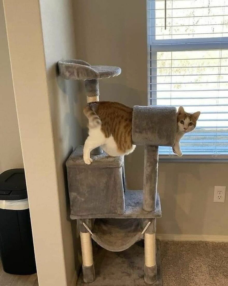 An out-of-context photo of a weird cat stuck in the middle of a cat tree, looking out of a window.