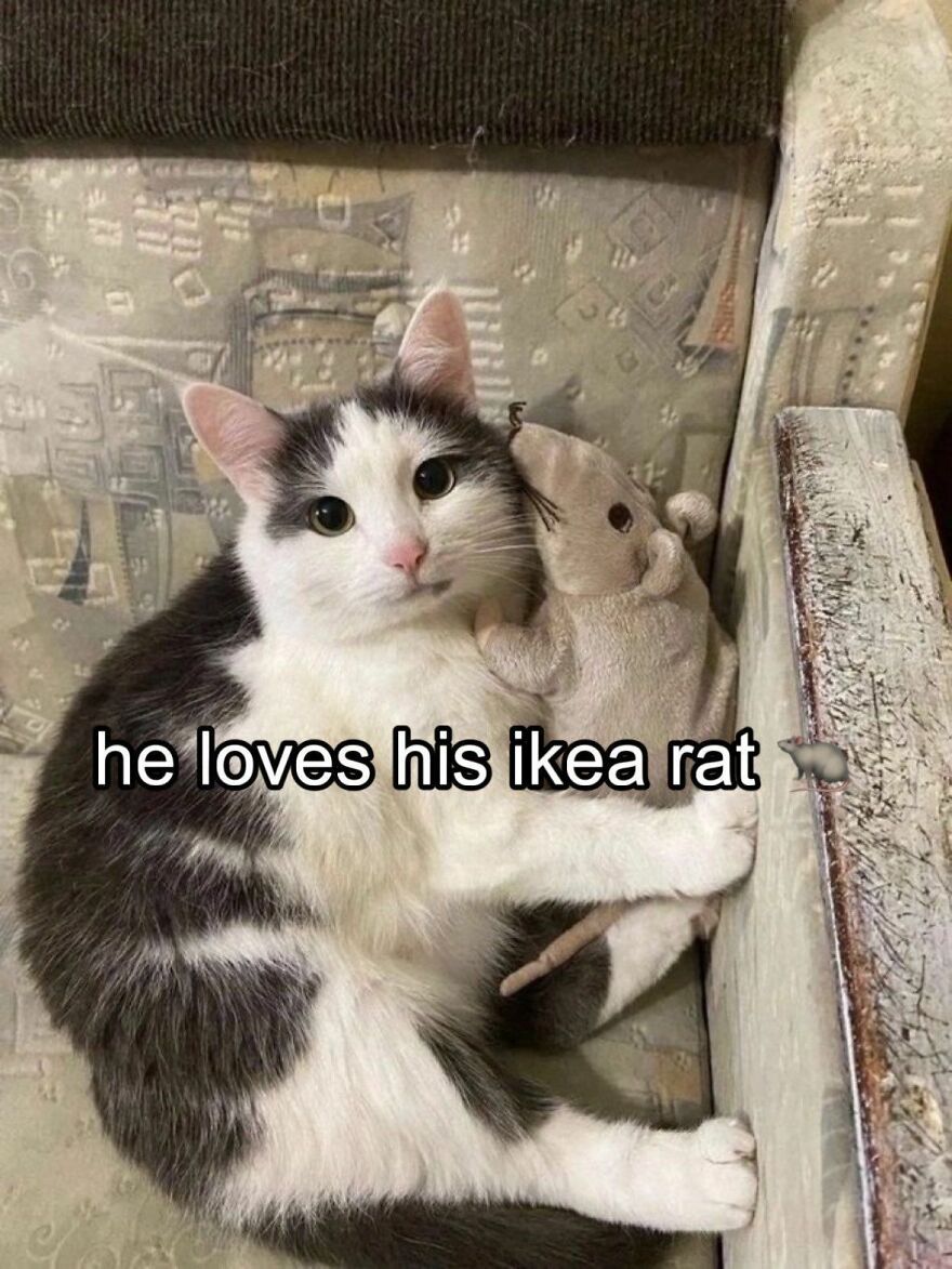 A black and white cat cuddling with an IKEA rat, looking weird and out-of-context.
