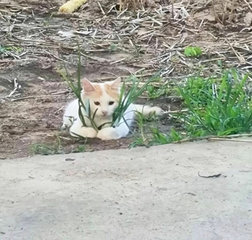 A small, weird cat with white and orange fur peeking through tall green grass in an out-of-context photo.