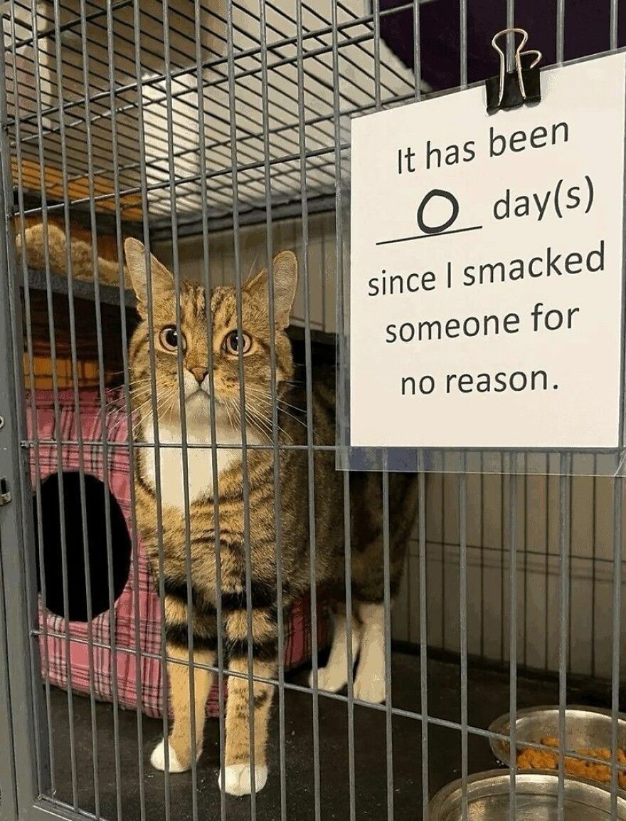 A brown tabby cat looks confused in a cage with a sign stating 0 days since I smacked someone, highlighting weird cat behavior.