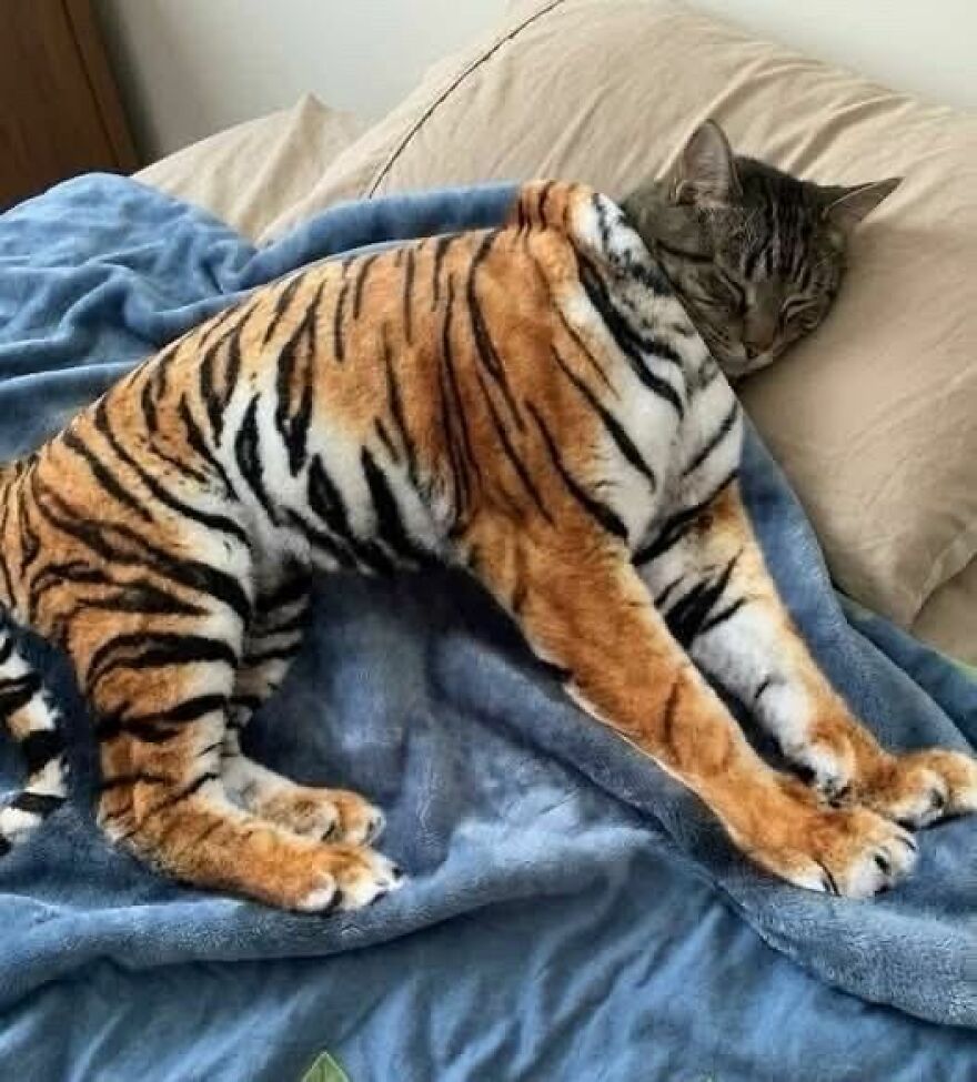 A weird cat sleeping under a blue blanket with a tiger stuffed animal covering its body, an out-of-context photo.