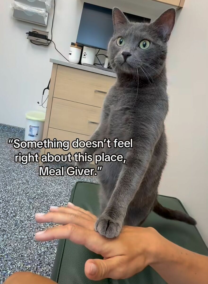 A grey cat stands on its hind legs, placing a paw on a human hand, looking concerned and being weird.