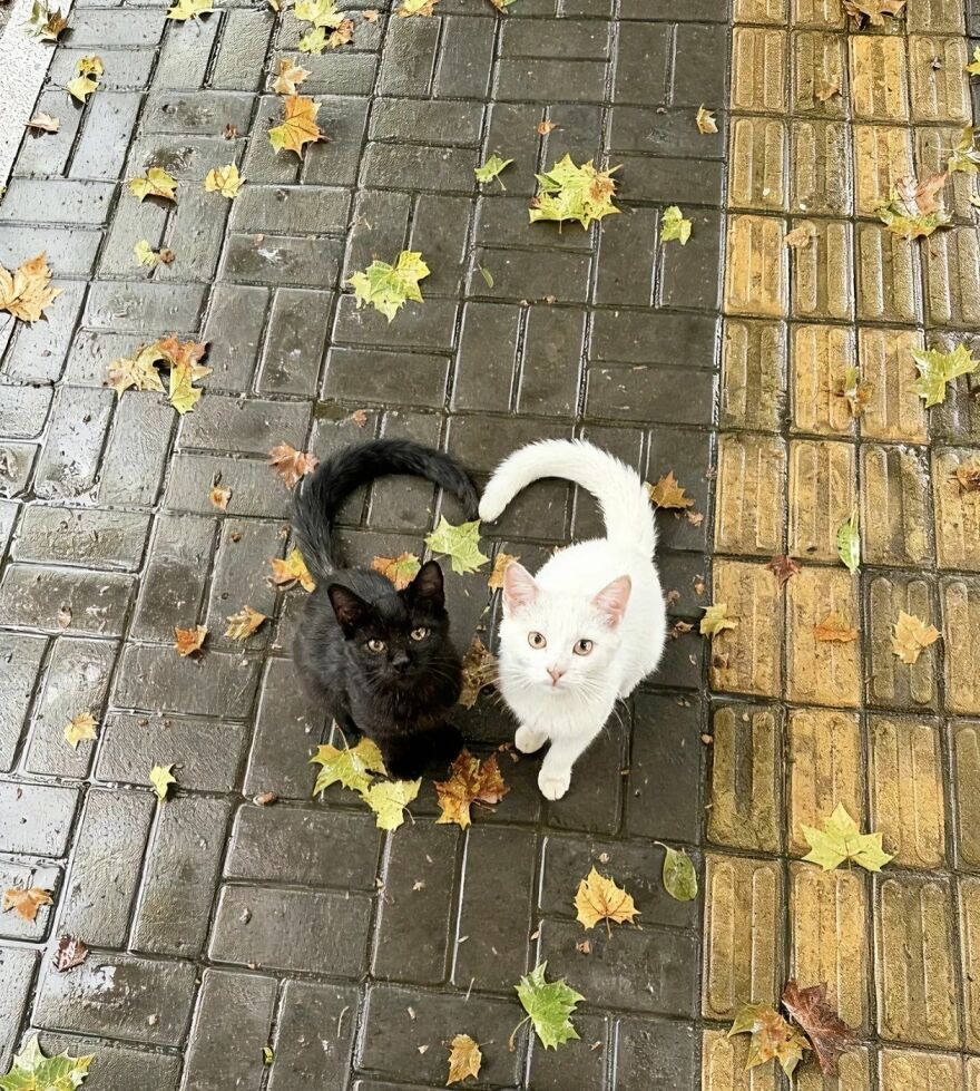 Weird cats: A black and a white cat with their tails forming a heart shape on a wet sidewalk with autumn leaves.