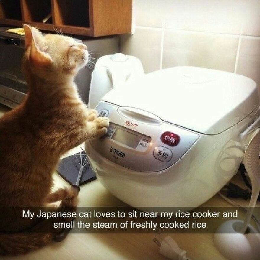 Weird cats: A ginger kitten pressing a button on a Japanese rice cooker.
