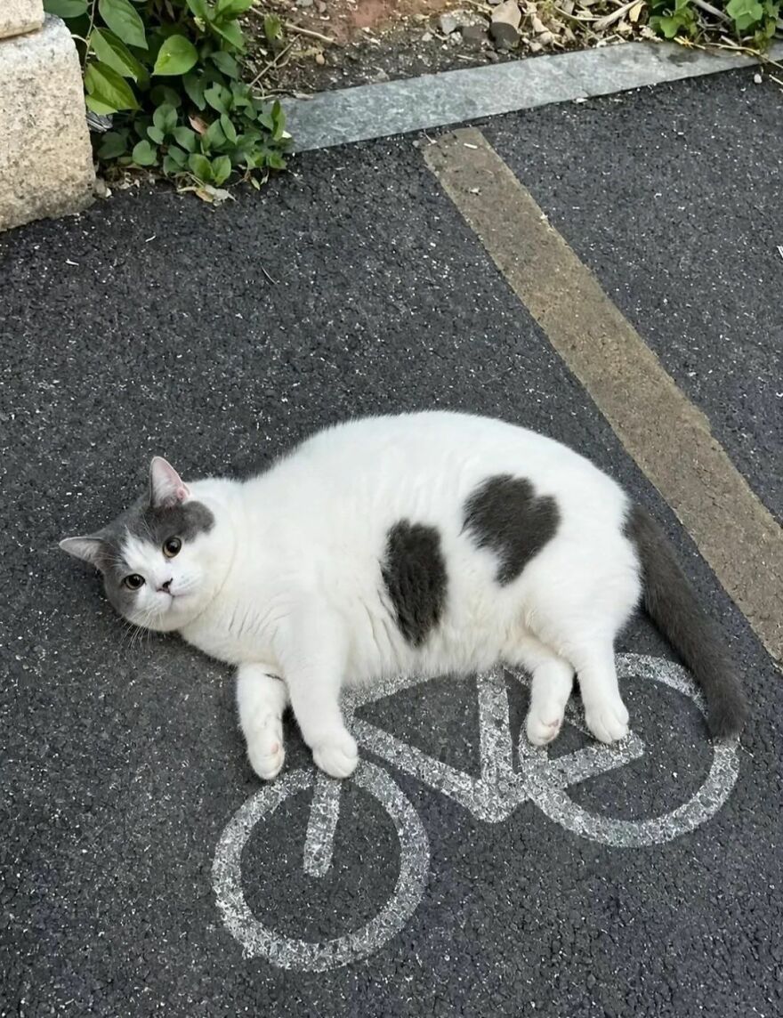 A white cat with heart-shaped spots lying on a painted bicycle on asphalt, looking weird.