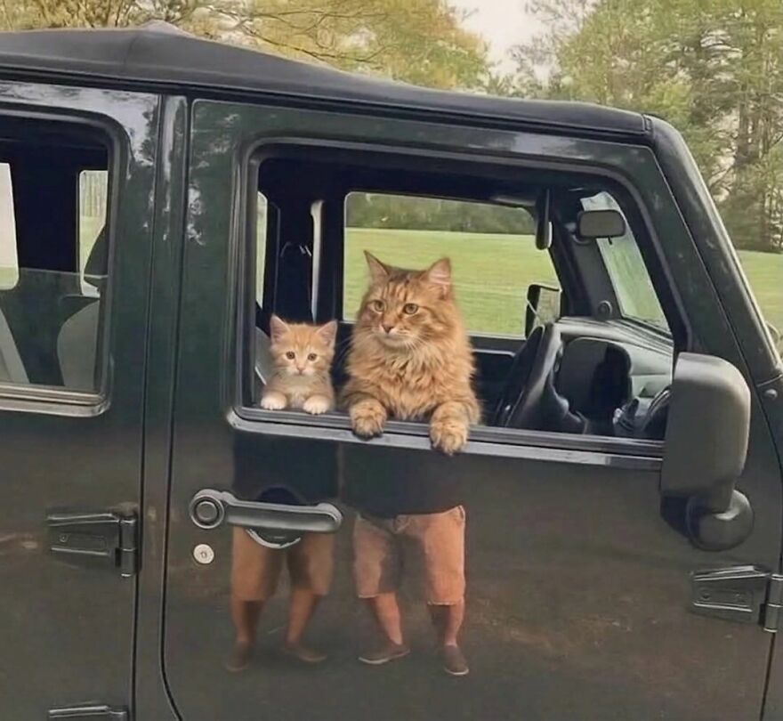 Two cats, one adult and one kitten, peeking out of a dark green Jeep window, looking weird.