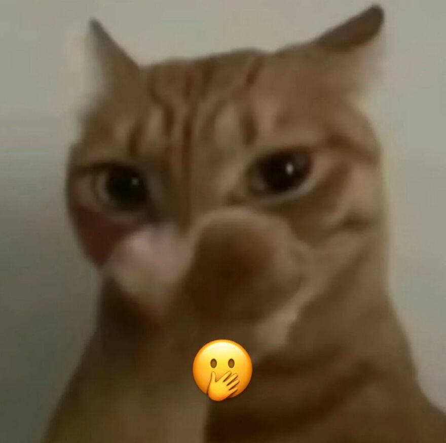 A close-up of a blurred orange cat looking surprised with a hand-over-mouth emoji, looking weird.