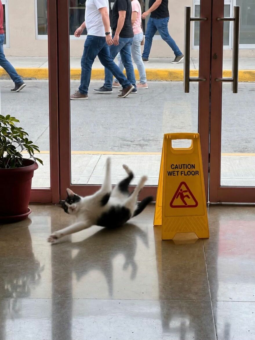 A black and white cat dramatically falling near a yellow caution wet floor sign, looking weird.