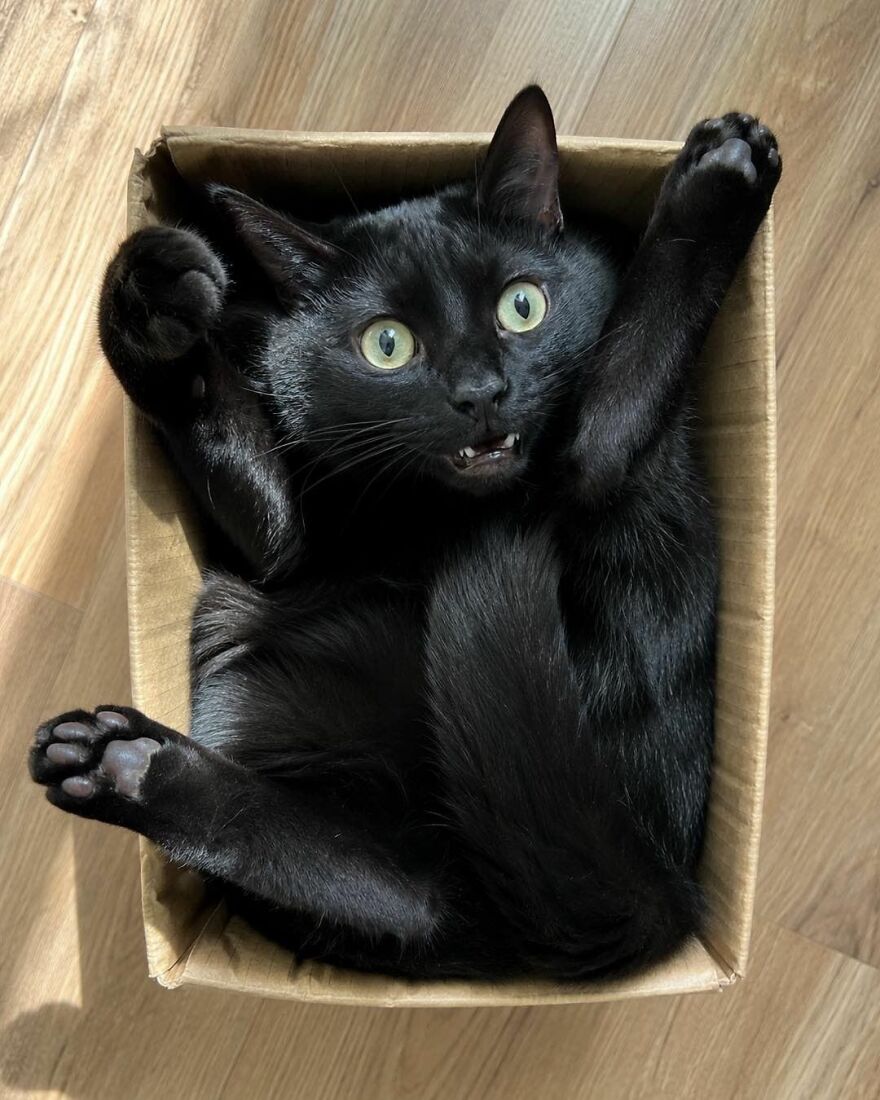 A playful black cat with wide green eyes and tiny fangs, lounging weirdly in a cardboard box.