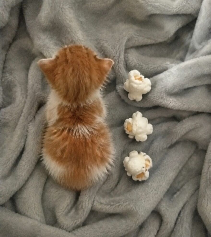 A tiny, fluffy ginger and white kitten next to three pieces of popcorn, showcasing out-of-context cat moments.