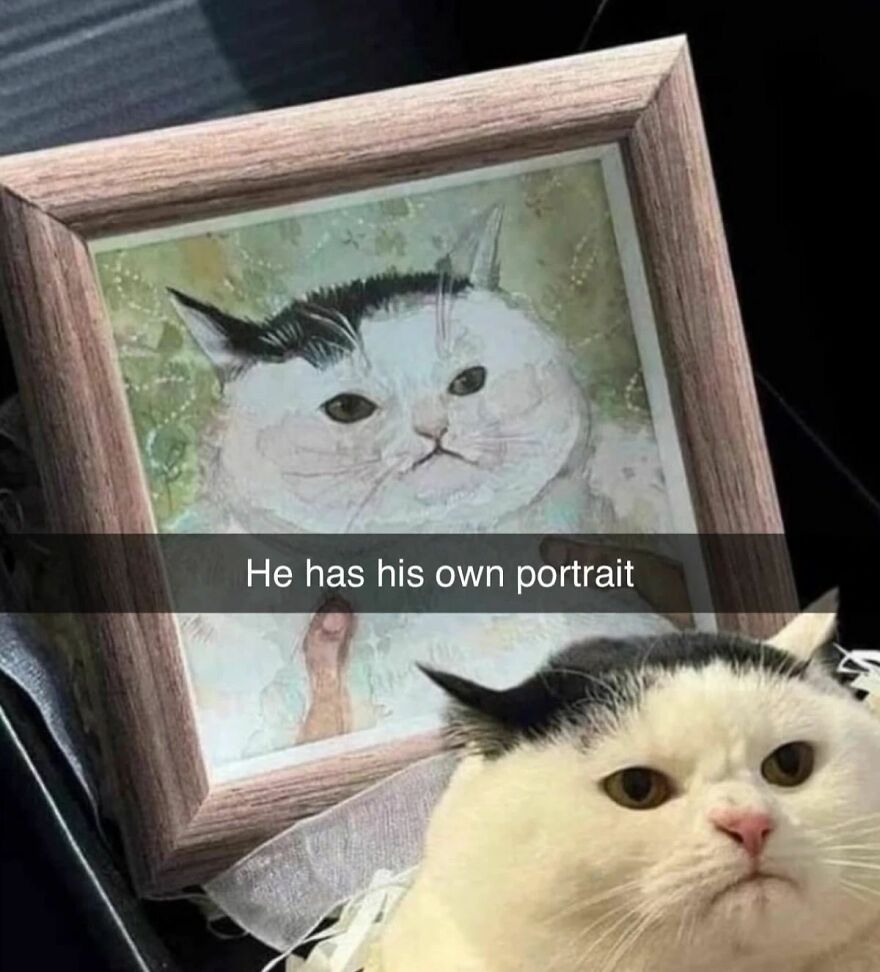 A white cat with black markings looking grumpy, next to a framed portrait that perfectly matches its expression, featuring a funny cat.