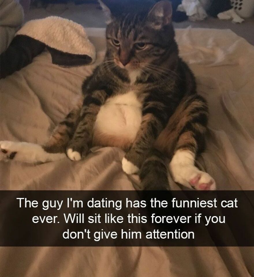A cat sitting in a human-like posture on a bed, looking grumpy, portraying a weird cat moment.