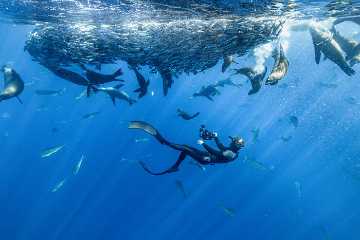 An underwater photo showing a diver among a school of fish and seals, a stunning moment from the Nature Photography Festival.