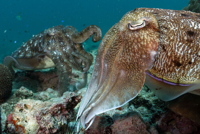 Two stunning cuttlefish on a coral reef, an exquisite capture from the Nature Photography Festival.
