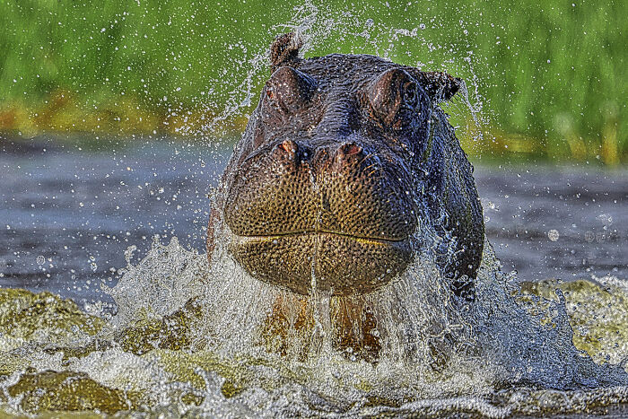 Hippos By Gabriela Staebler