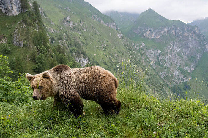 A brown bear walking through a lush green mountain landscape, a stunning photo from the nature photography festival.