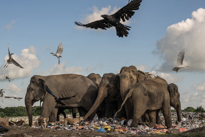 Human Disaster By Damith Danthanarayana