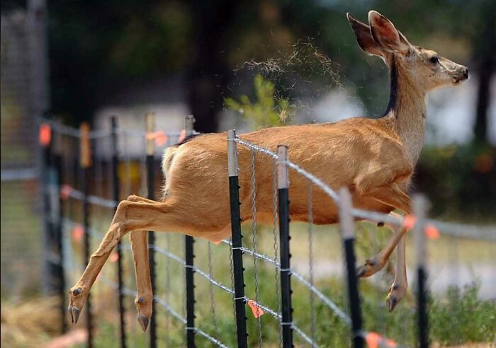 50 Perfectly Timed Animal Photos From This Online Collection That Are Almost Too Good To Be True
