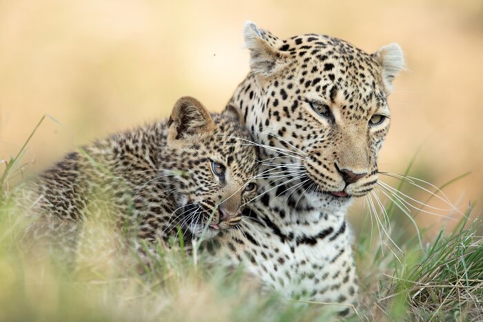 So Cute By Johan Willems