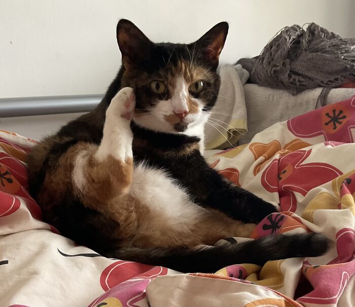 I’m On’a Call, D’u Mind! … British Cat